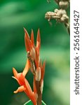 A close up of a Corn earworm (Helicoverpa zea) on an Indian shot flower on natural, blurred background