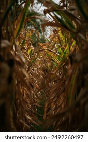 close up of a corn field