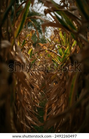 close up of a corn field