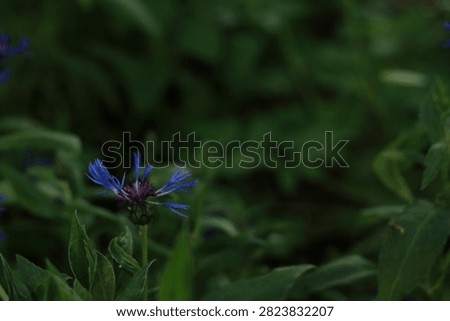 close up of a corn flower