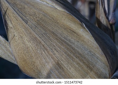 Close Up Of Corn Husk Texture