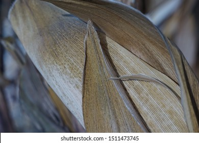 Close Up Of Corn Husk Texture