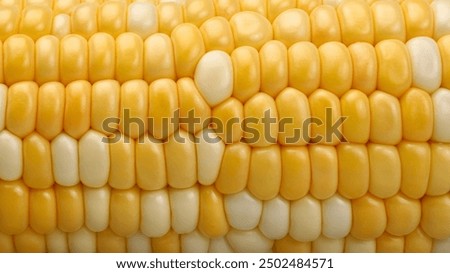 Close up of corn kernels on cob. Segmentation - early hybrid super sweet .