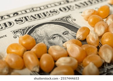 Close up of corn kernels partially covering a U.S. one dollar bill Selective focus, high angle view.