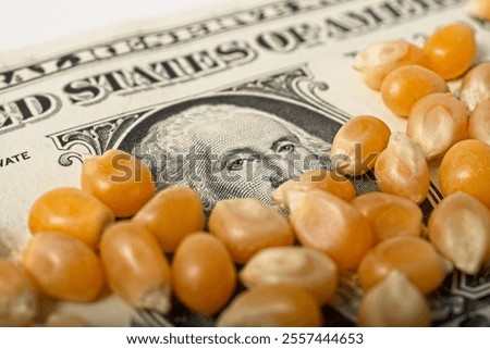 Close up of corn kernels partially covering a U.S. one dollar bill Selective focus, high angle view.