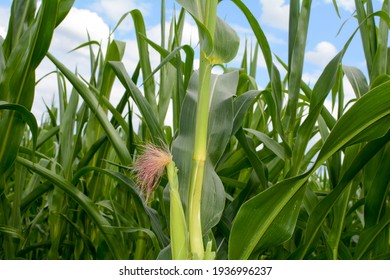 Close Up Of Corn On The Cob In A Field