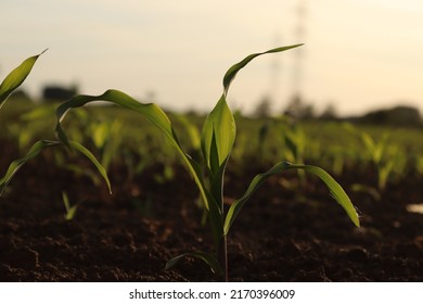 Close corn plant with sunny background   - Shutterstock ID 2170396009