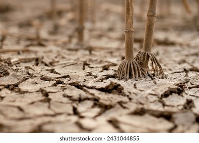 Close up of corn root grappling with dry, cracked earth, illustrating the severe impact of drought and water crisis on agriculture.