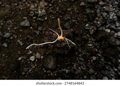 Close up of corn seed sprouting with root and shoot on soil surface, symbol of growth, farming, agriculture, and natural life cycle.