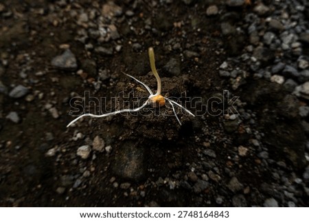 Close up of corn seed sprouting with root and shoot on soil surface, symbol of growth, farming, agriculture, and natural life cycle.