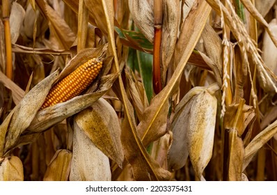 Close Up Of A Corncob In A Dry Corn Field