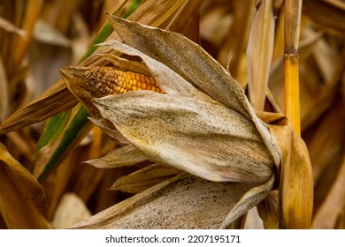 Close Up Of A Corncob In A Dry Corn Field