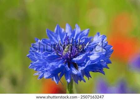 Close up of a cornflower (centaurea cyanus) in bloom