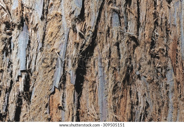 Close Cortex Tree Stock Photo 309505151 | Shutterstock