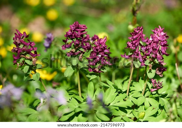Close up of Corydalis\
solida (Purple Bird) flower in spring. Flowers of fumewort on\
spring forest glade