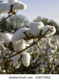 Close Up Of Cotton Bolls In A Field With Blue Sky In Background