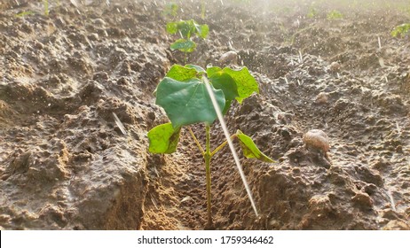 Close Up Cotton Crop Plant And Falling Long Water Drop While Irrigation By Fountain