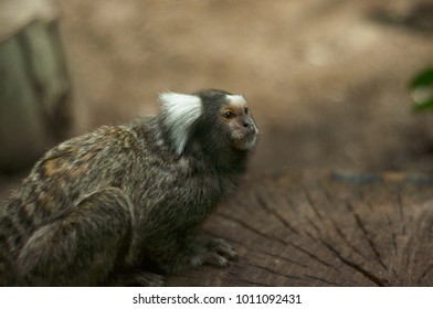 Close Up Of A Cotton Headed Tamarin Monkey Looking Into The Distance On A Natural Background