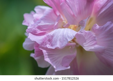 Close Cotton Rose Hibiscus Flower Gardenselective Stock Photo ...