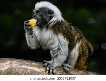 A close up of a Cotton-top tamarin - Powered by Shutterstock