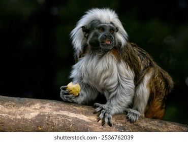 A close up of a Cotton-top tamarin - Powered by Shutterstock