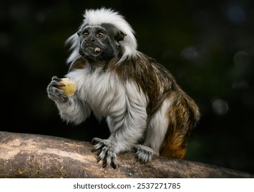 A close up of a Cotton-top tamarin - Powered by Shutterstock