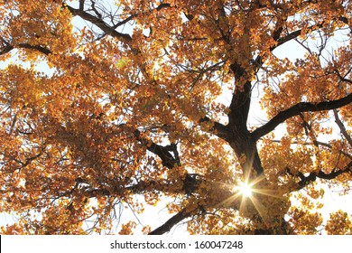 Close up of cottonwood tree with sunburst