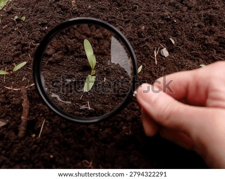 Close up of cotyledons of a beetroot seen through a magnifying glass.