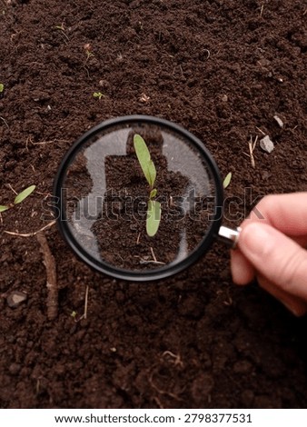 Close up of cotyledons of a beetroot seen through a magnifying glass.