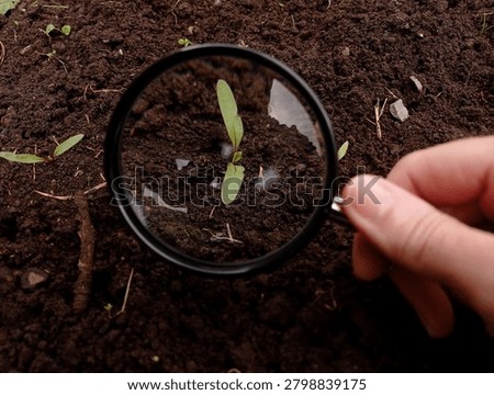 Close up of cotyledons of a beetroot seen through a magnifying glass.