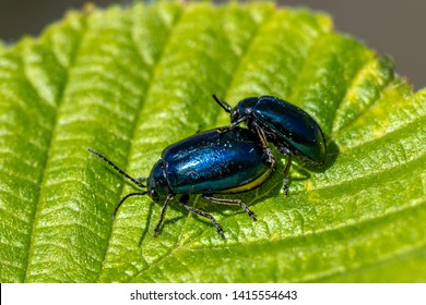 Close Up Of A Couple Of Black And Blue Shiny Beetles Mating On A Leaf In Sunlight