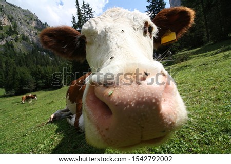 Close up of a cow