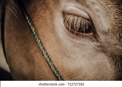 Close Up Cow Big Eye Stain Tears Express Feelings Be Sad Assault Cruelty.