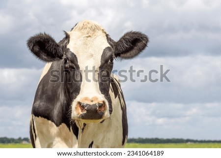 Close cow, black and white friendly approaching looking, pink nose, in front of a  country landscape and a blue sky