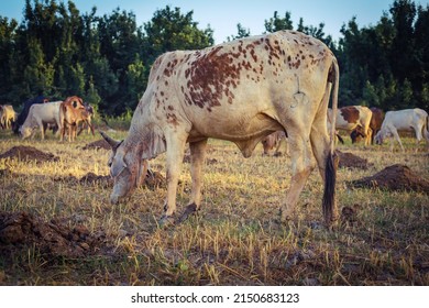 Close Up Of Cow. Cows Grazing Grass In Farm. Pakistani Cows. Herd Of Cows At Summer Green Field. Australian Cow. Kandhari Cow In Farm. Milk Giving Animal.Dairy Animal. With Selective Focus On Subject.