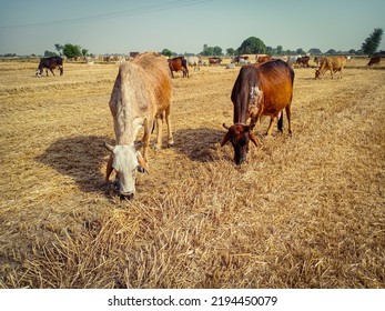 Close Up Of Cow. Cows Grazing Grass In Farm. Pakistani Cows. Herd Of Cows At Summer Green Field. Australian Cow. Kandhari Cow In Farm. Milk Giving Animal.Dairy Animal. With Selective Focus On Subject.