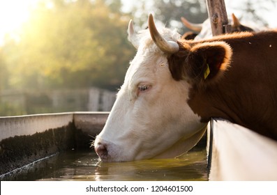 Close Up Of Cow Drinking Water From Reservoir On Farm