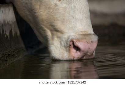 Close up of cow drinking water from reservoir on farm