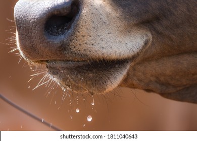 close up of a cow drinking water, snout cow
