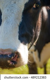 Close Up Of Cow Face