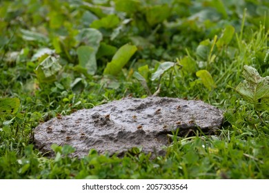 Close up of cow feces on grass.
