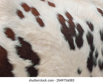 Close Up Of Cow Fur. Animal Skin Texture