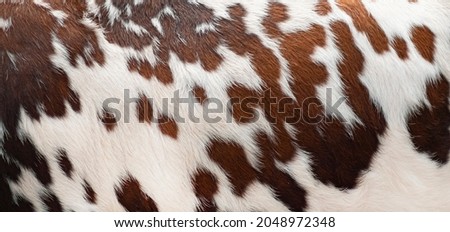 close up of cow fur. animal skin texture