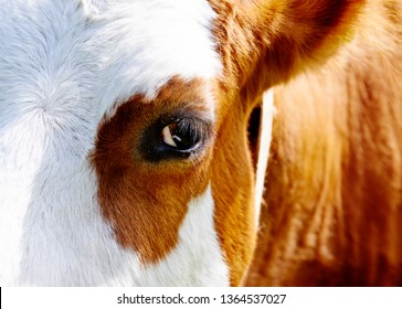 Close Up Of Cow Head And Eye