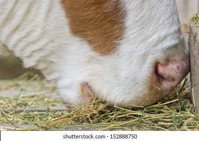 Close Up Of Cow Muzzle Eating Hay