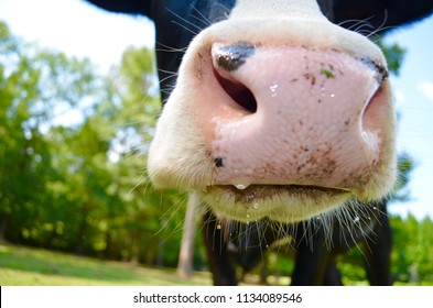 Up Close Cow Nose