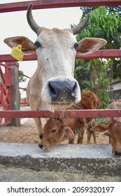 Close up of cow nose( nostrils) and mouth with whiskers