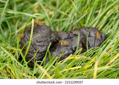 A Close up of a cow poop, dung or droppings with yellow dung fly - Scathophaga stercoraria - on the ground in grass top view