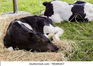 Close up of cow sleeping on dry straw in the farm. Black and white small calf asleep on hay.
