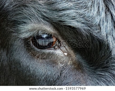Close up of Cow with Tear in eye and reflection of fence in the eye.